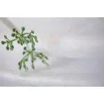 Podkład flizelinowy EKO 20g rolka